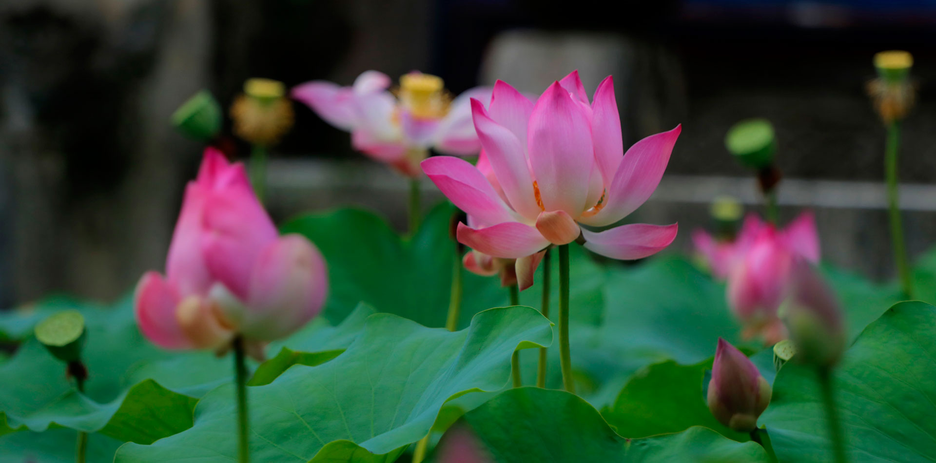 sagara candidasa bali hotel